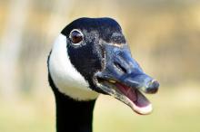 Canadian Goose